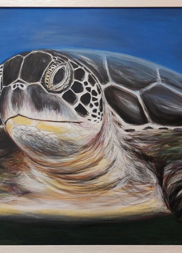 لاکپشت پوزه عقابی هوای نقاشی